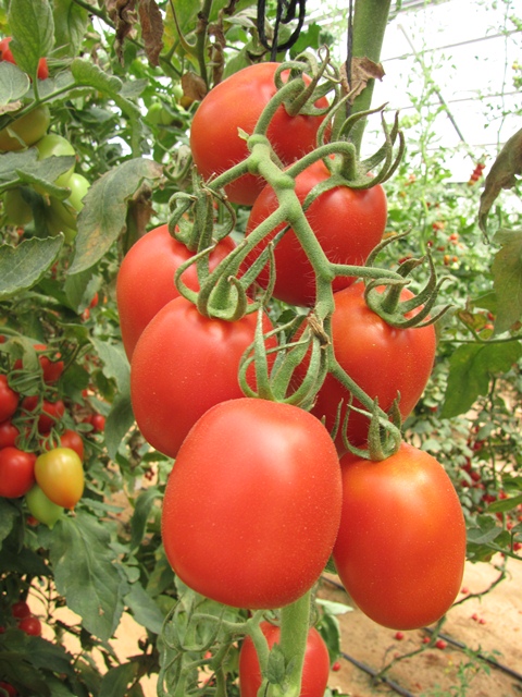 Indeterminate Roma tomato 851-958 p1